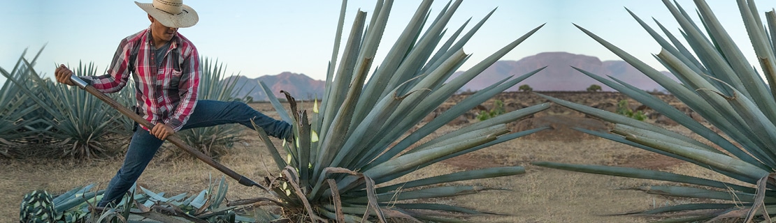 Selection blue agave 1