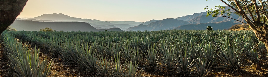 Selection blue agave 3